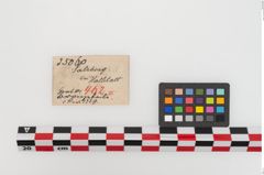 Etiketten zu Bronzeraspel (NHMW-PRAE-025060)